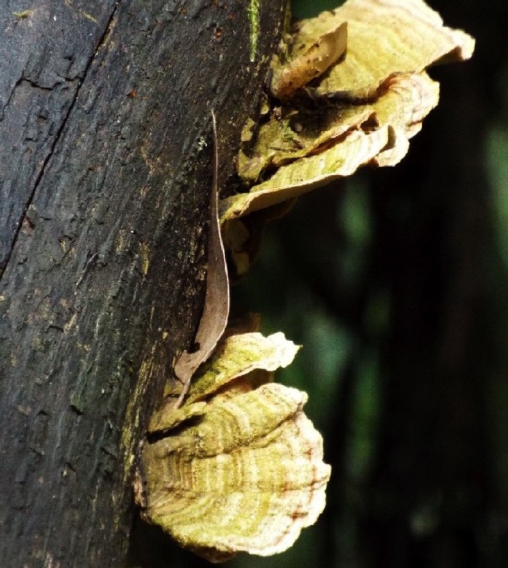 Funghi australiani: Trametes hirsutum e Agrocybe cilindracea